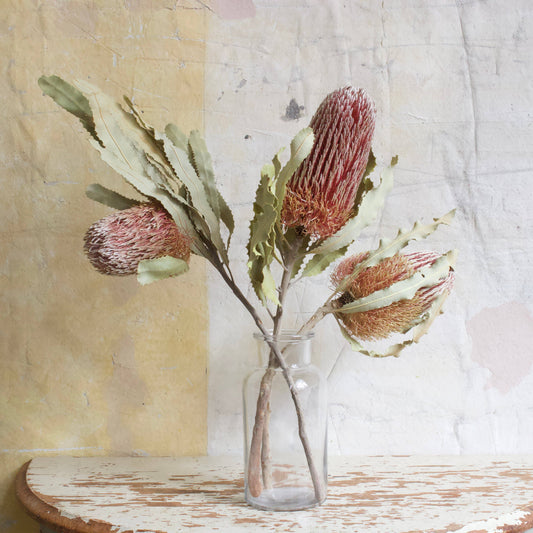 Banksia - Menziesii: 3 stems / Natural