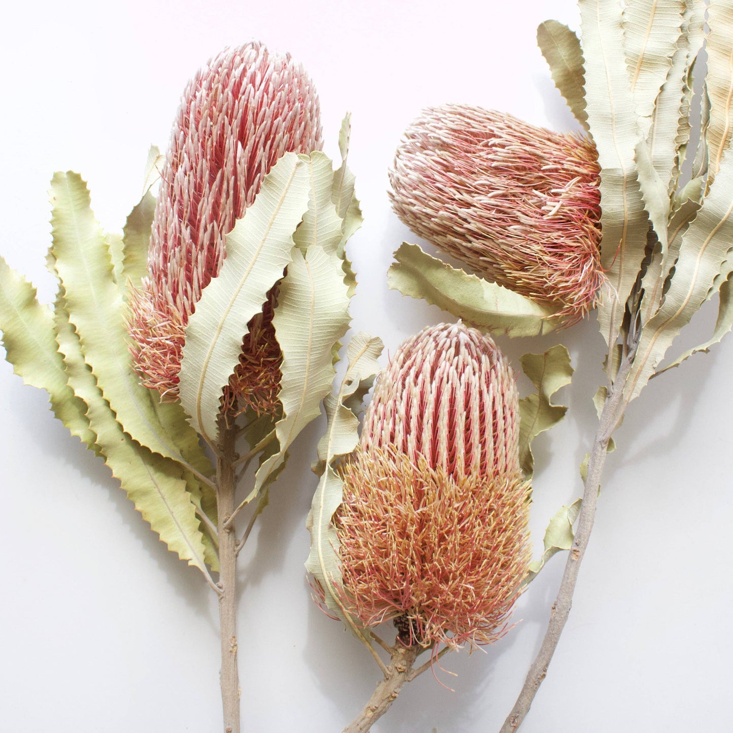 Banksia - Menziesii: 3 stems / Natural