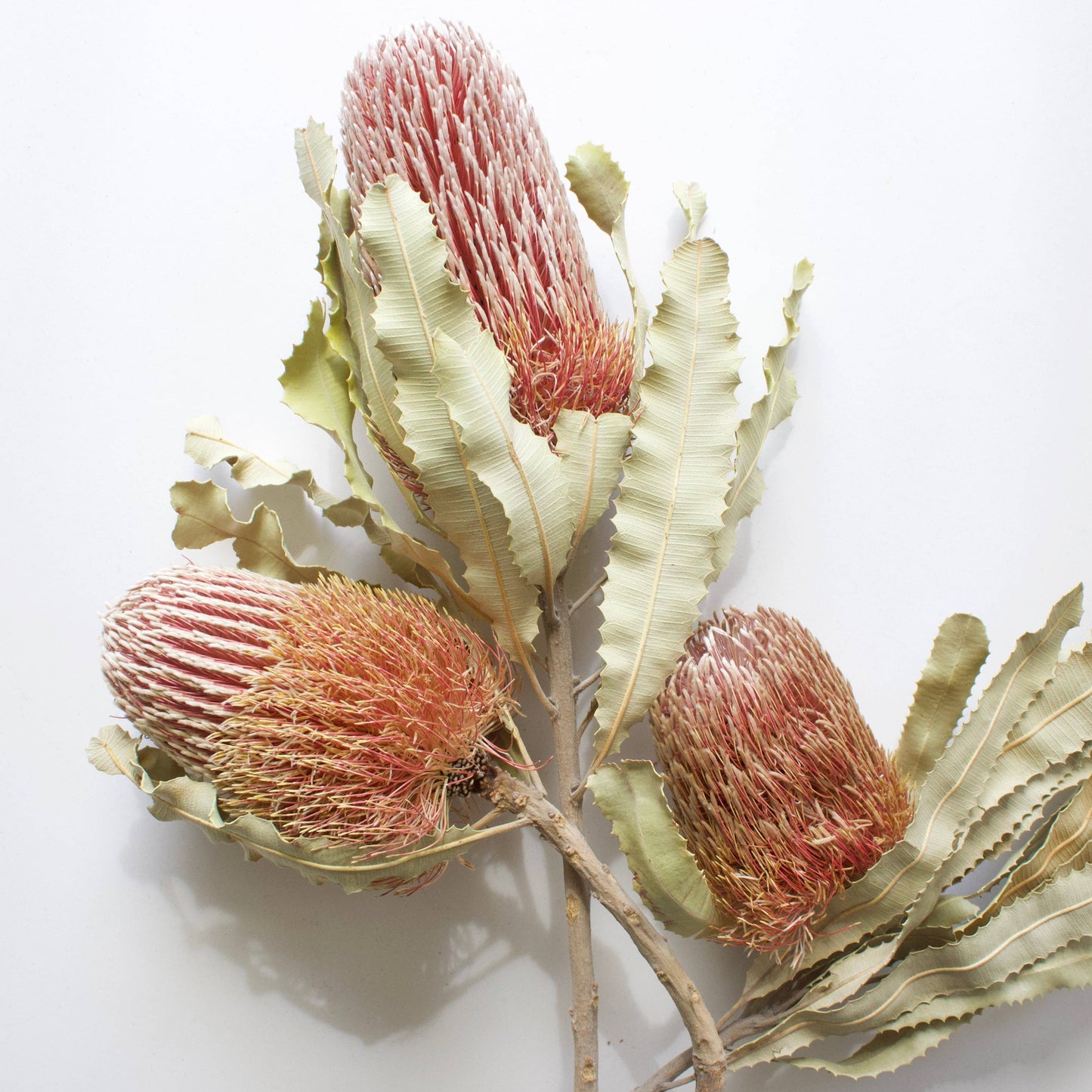 Banksia - Menziesii: 3 stems / Natural